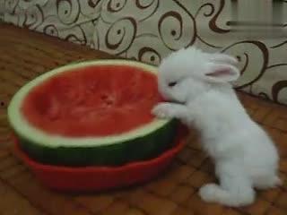 小兔吃洋瓜嘛,小兔的洋瓜美食之旅