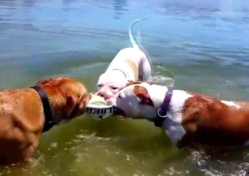 吃瓜鹿人,揭秘娱乐圈背后的真实故事