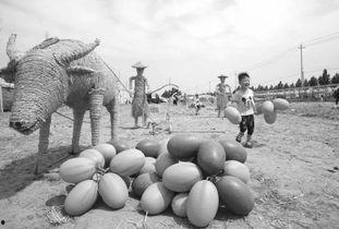 武陟吃瓜,一场别开生面的“吃瓜”盛宴