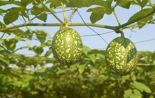 吊瓜西瓜怎么吃,解锁夏日清新美味